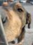 Googleinu icon