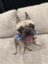 dogg icon