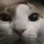 Ramcat icon