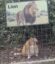 Lion icon