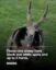 Jacob Sheep⁠ icon