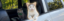 State Property Cat icon