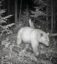 Spirit Bear icon