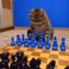 chesscat icon