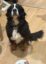 Doggo icon
