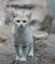 SNDKAT icon