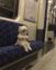 mummy cat icon