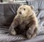 XBEAR icon