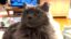 The Odyssean Cat icon