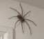 the spider icon