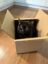 Cat wif box icon