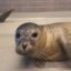 Selfie Seal icon