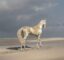 The Golden Horse icon