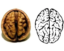 Walnut Maxxing icon