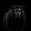 The Black Bear icon