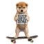 dogonboard icon