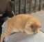 cat in pain icon