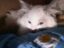 Phil icon