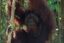 Jujun icon