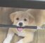doggo icon