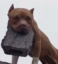 brick Dog icon