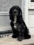 Gus icon