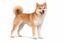 dog token icon
