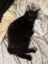 Clove icon