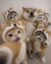 cat inu icon