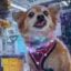 Qubit The Quantum Dog icon