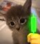 FAM CAT icon