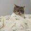 LOOK AT THIS GOONING CAT icon