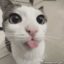 blepcat icon