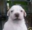 Bruno icon