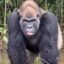 Congo Line icon