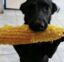 Corn Dog icon