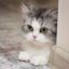 Test Cat icon