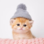 Kitten Wif Hat icon