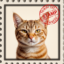 Stamp Cat icon