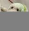 Dog Wif Bag icon